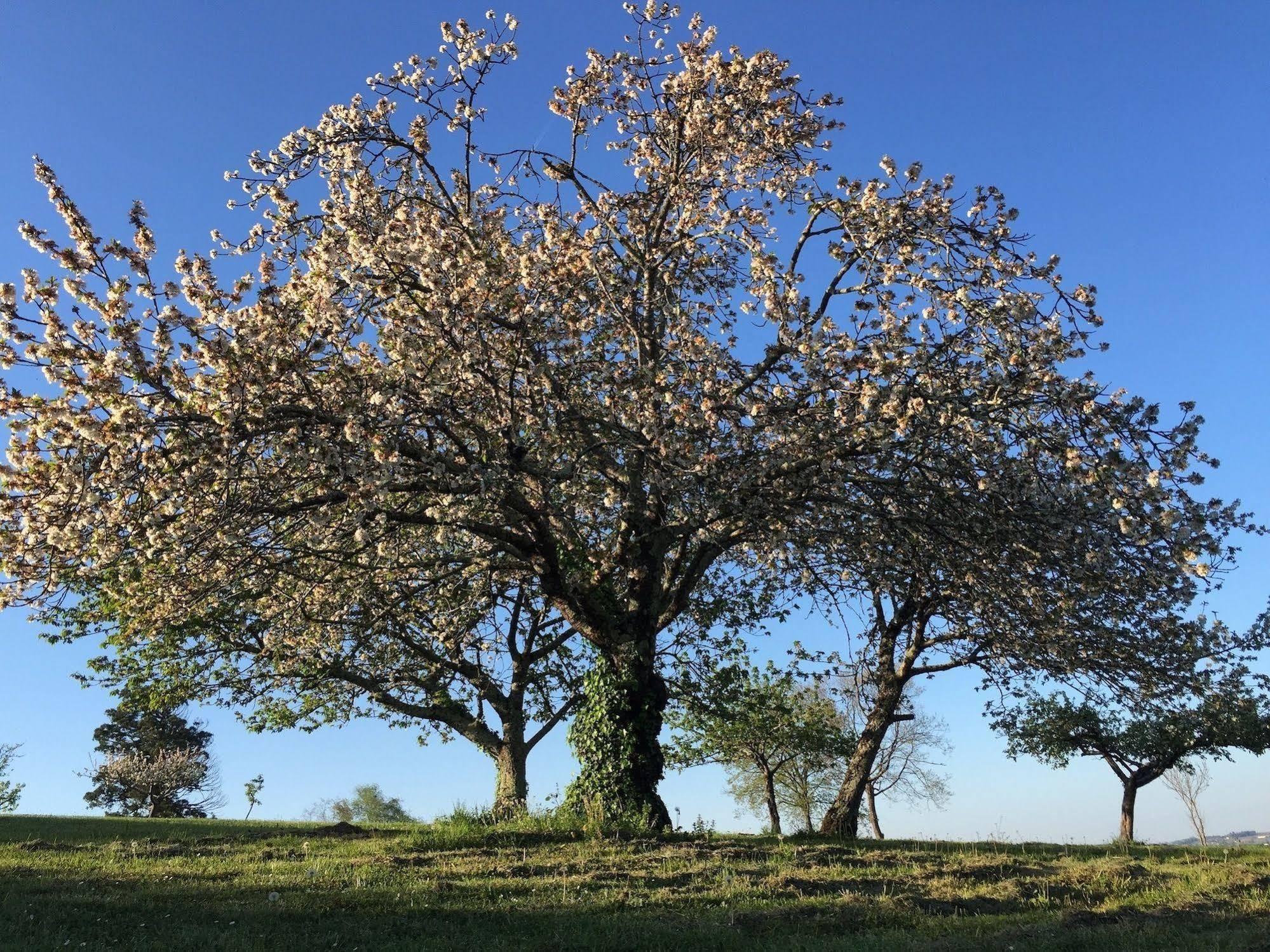 5 Lasserre Moulon-sur-Dordogne Eksteriør bilde